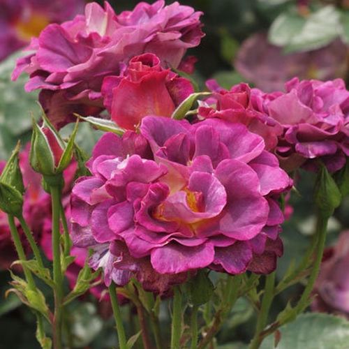 Sötétrózsaszín, mályva árnyalattal - Szimpla virágú - magastörzsű rózsafa- bokros koronaforma